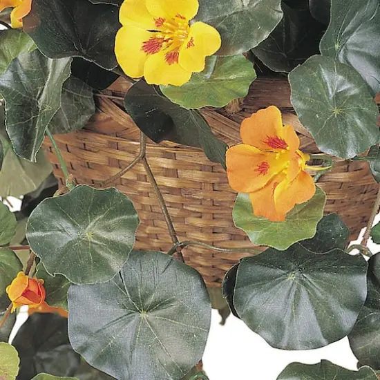 22" Golden Nasturtium Hanging Basket {3}