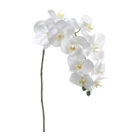 Cream Phalaenopsis Orchid Spray {1}