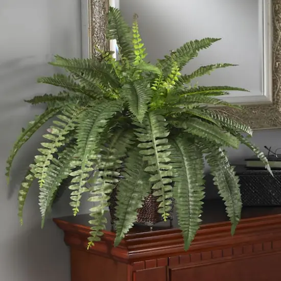 23" Boston Fern with Wicker Basket Planter {3}