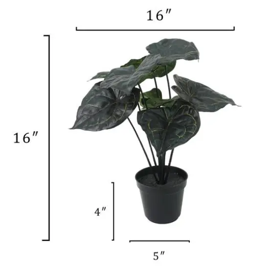 15.5" Potted Anthurium Clarinervium by Ashland&reg; {4}