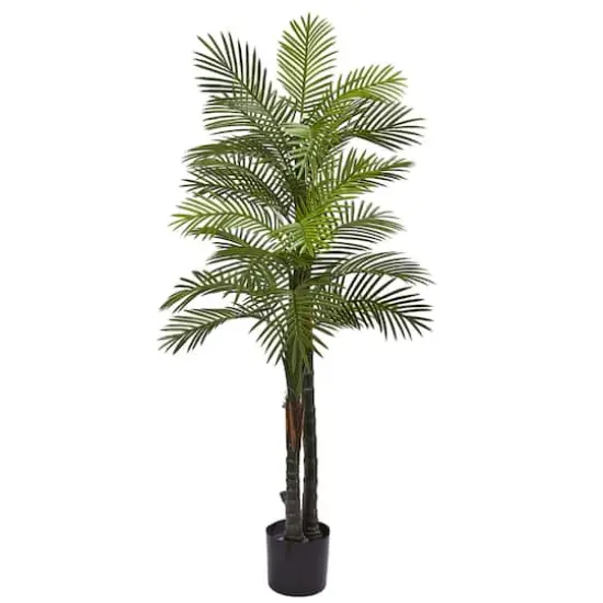 5.5ft. Potted Double Robellini Palm Tree {1}