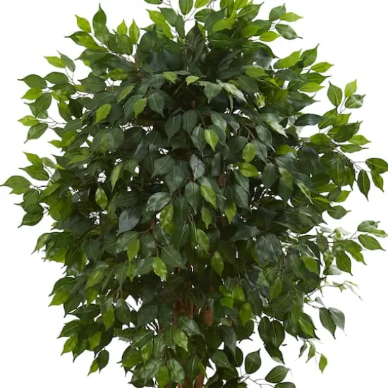 5.5ft. Potted Ficus Tree {3}