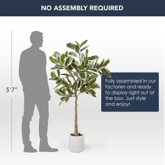American Art Decor 5ft. Realistic Artificial Variegated Rubber Tree in White Pot {7}