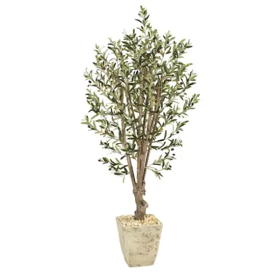 5ft. Olive Tree in Country White Planter {1}
