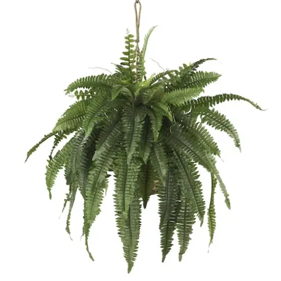 22" Boston Fern Hanging Basket {1}