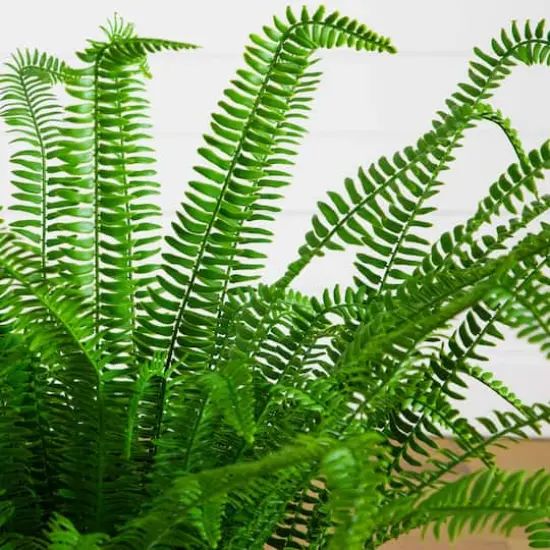 3ft. UV Resistant Artificial Boston Fern Plant with Real Touch Leaves (Indoor/Outdoor) {4}