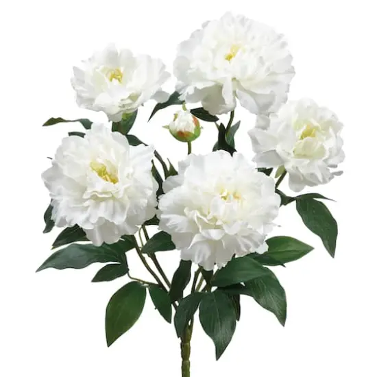 White Peony Bush  {1}