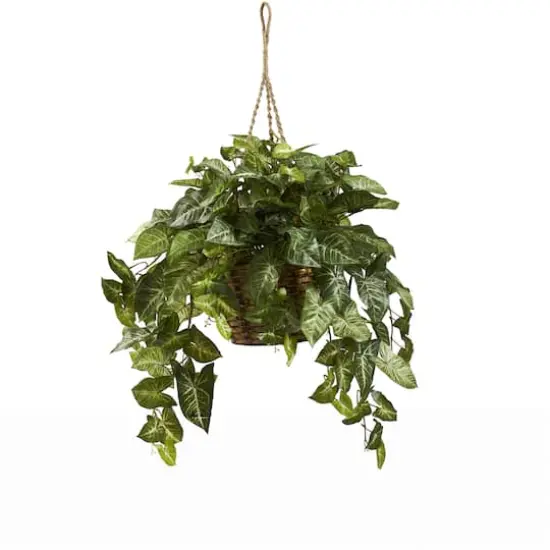 2ft. Arrowhead Plant Hanging Basket {1}