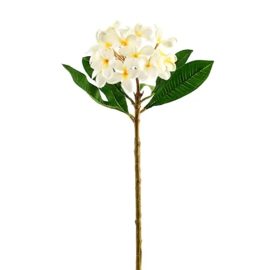 White Frangipani Stem by Ashland&reg; {1}