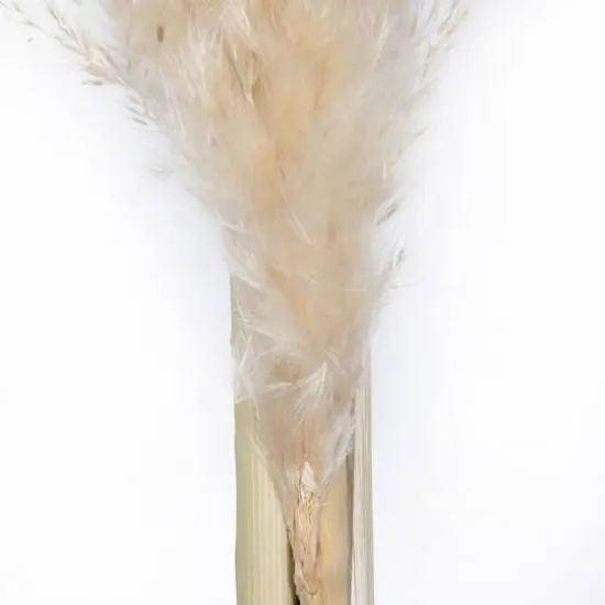 Dried Natural Pampas Grass, 6ct. {5}