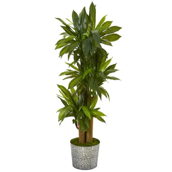 4.5ft. Corn Stalk Dracaena in Black Embossed Tin Planter {1}