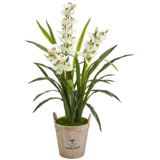 4ft. Boat Orchid Plant in Farmhouse Planter {1}