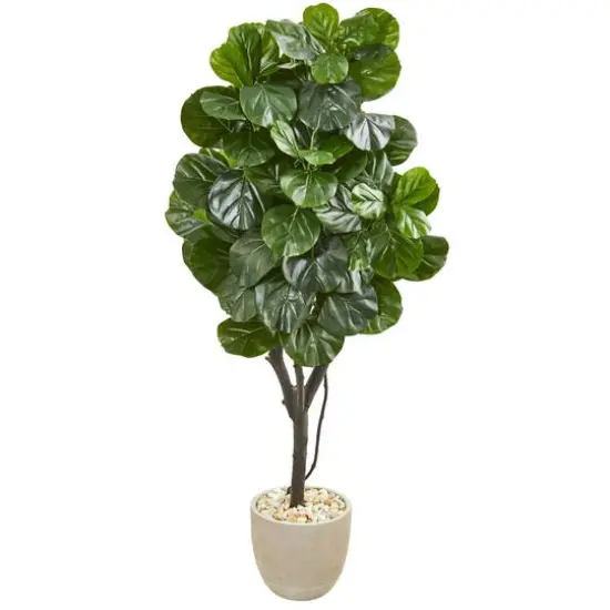 5.5ft. Fiddle Leaf Fig Tree in Sandstone Planter {1}