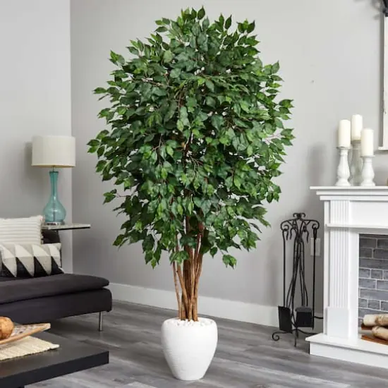 6ft. Ficus Tree with White Planter {3}