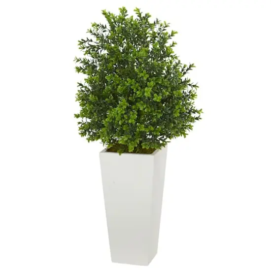 2.75ft. Sweet Grass Plant in White Tower Planter {1}