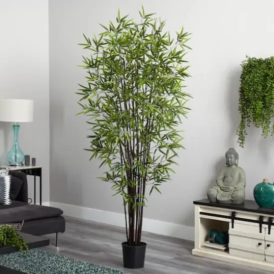 6.5ft. Potted Black Bamboo Silk Tree  {4}