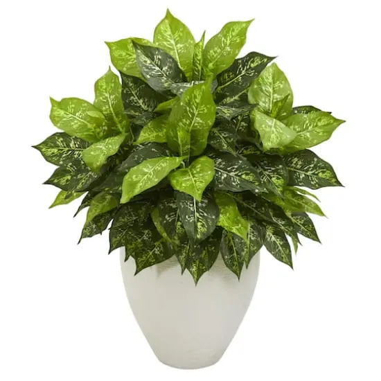 2.5ft Dumb Cane Plant in White Planter {1}