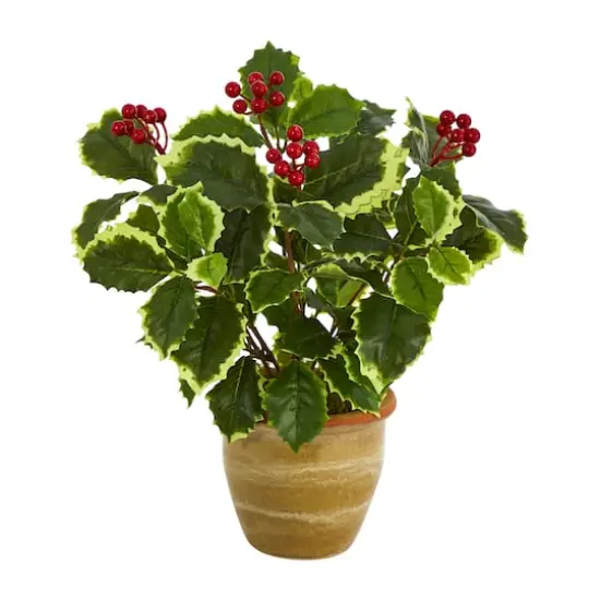 14" Variegated Holly Plant in Ceramic Planter {1}