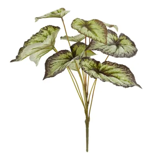 Green & Black Begonia Leaves Bush by Ashland&reg; {1}