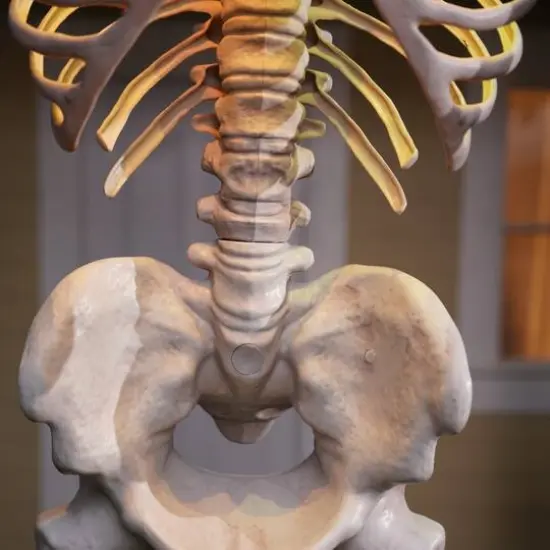 8ft. Skeleton by Ashland® {7}