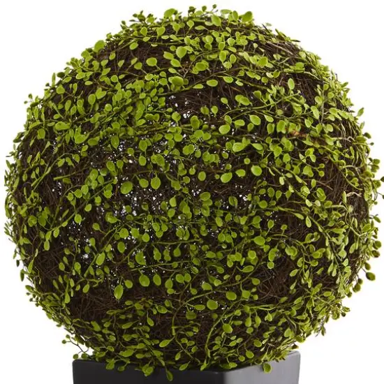 2.5ft. Mohlenbechia Ball in Black Tower Vase {3}