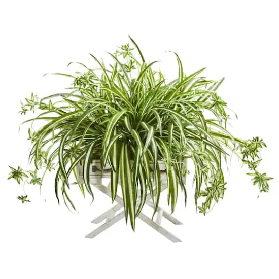 3ft. Spider Plant in Drawer Stand Planter {1}