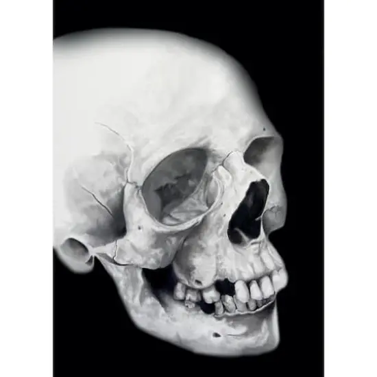 Cretacolor Skull Edition Black & White Drawing Tin Set {4}