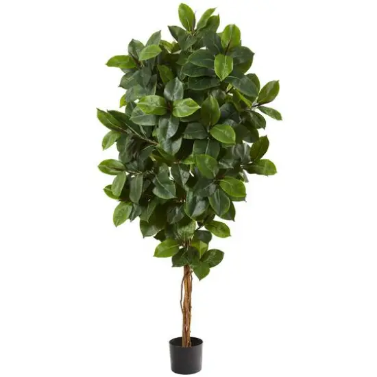 5.5ft. Potted Rubber Leaf Tree {1}