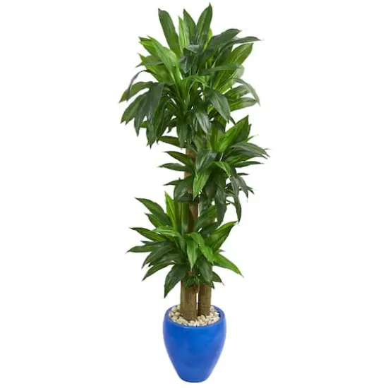 6ft. Cornstalk Dracaena Plant in Blue Planter {1}