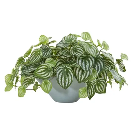 19" Watermelon Peperomia Plant in Green Vase {1}