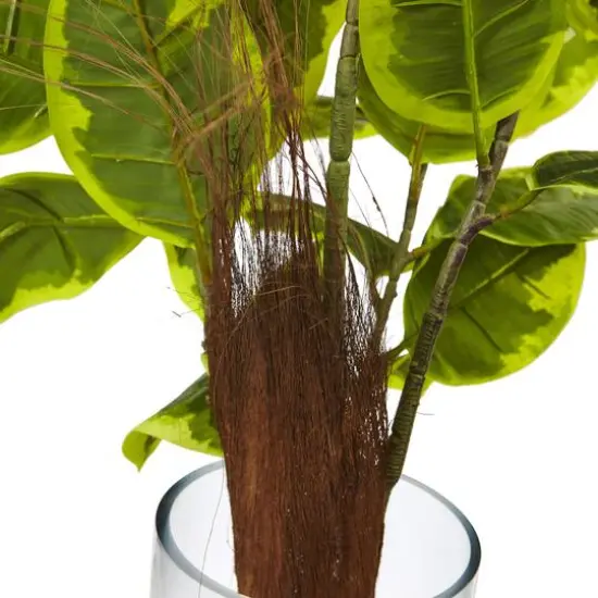3ft. Rubber Leaf Plant in Glass Cylinder {3}