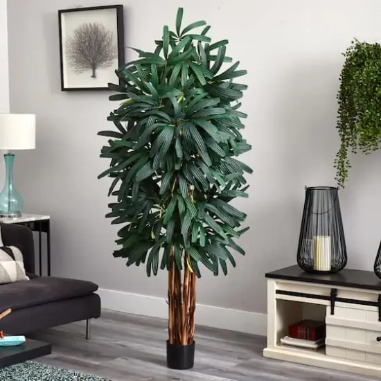6ft. Potted Green Raphis Palm Tree {5}