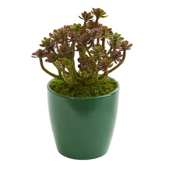 8" Sedum in Green Planter, 2ct. {3}