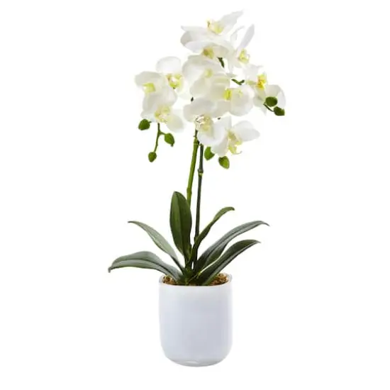 18.5" Moth Orchid in Frosted Glass {1}