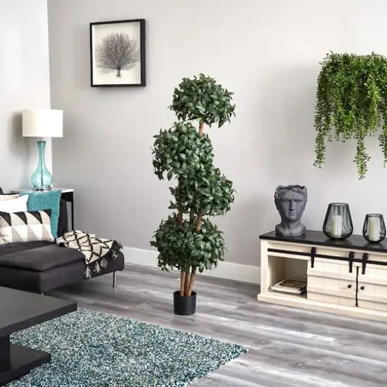 5.5ft. Potted Sweet Bay Quad Ball Topiary Tree {4}