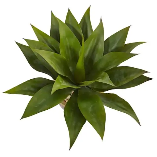 14" Agave Plant in Glazed Clay Pot {3}