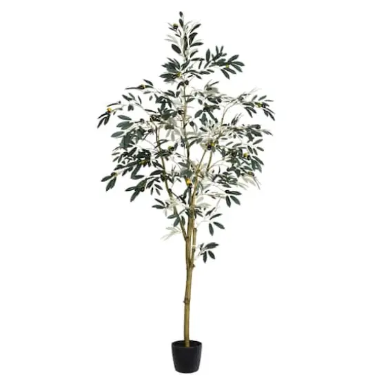 6ft. Potted Olive Tree {1}