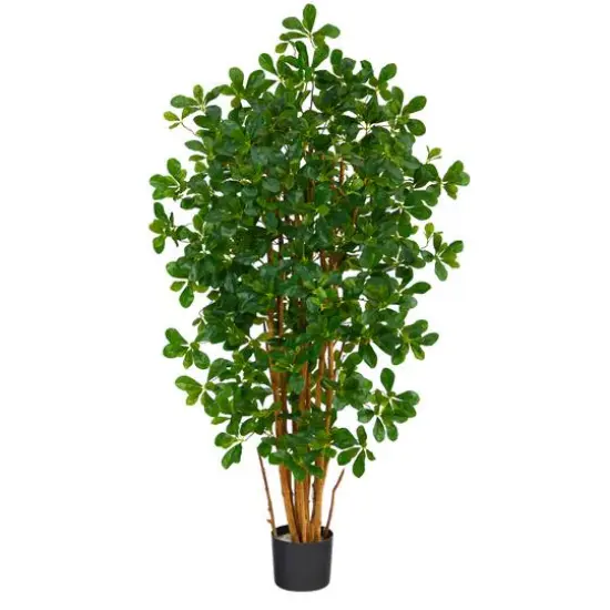 4.5ft. Potted Black Olive Tree {1}
