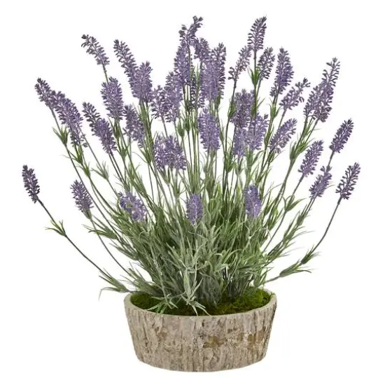 20in. Lavender Plant in Weathered Oak Planter {1}