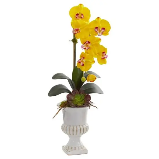 2ft. Phalaenopsis Orchid & Succulent Arrangement in Urn Cream {2}