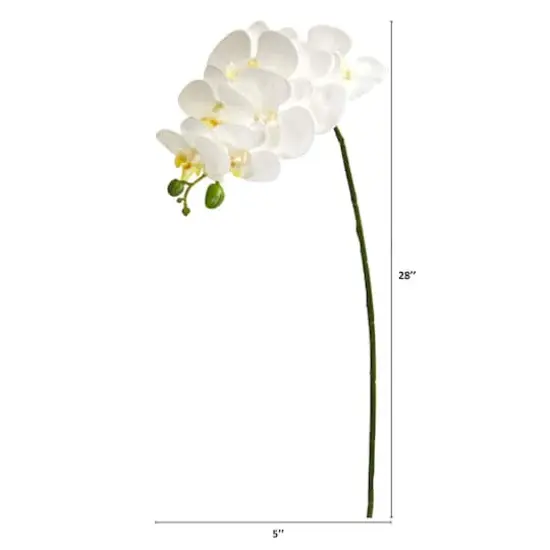 White Moth Orchid Stem, 6ct. {3}