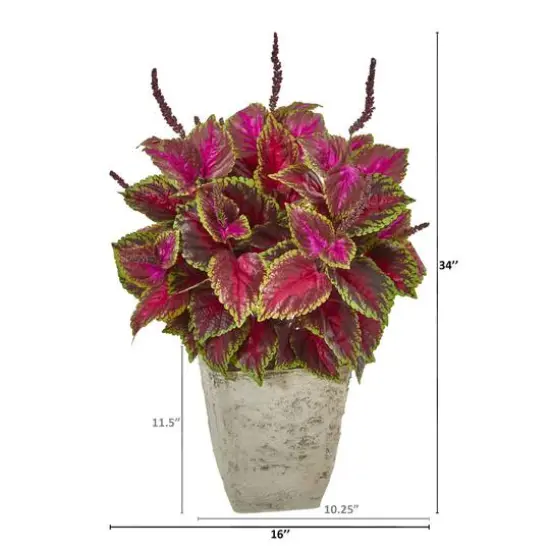 3ft. Coleus Plant in Country White Planter {3}