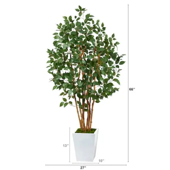 5.5ft. Bushy Ficus Tree in White Metal Planter {3}