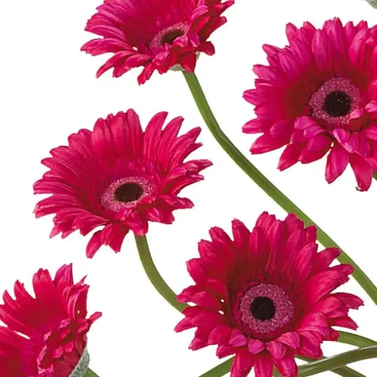21" Gerbera Daisy Liquid Illusion Silk Flower Arrangement Dark Pink Beauty {3}