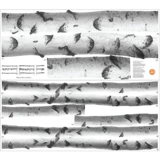 WallPops Silver Birches Wall Art Kit {3}