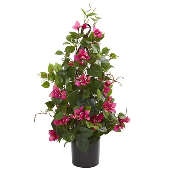 2ft. Potted Bougainvillea Climbing Plant {1}