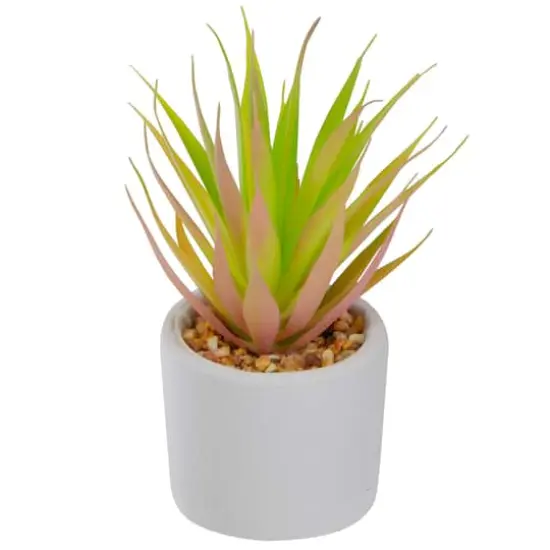 6.5" Green & Pink Sword Grass in White Pot {4}