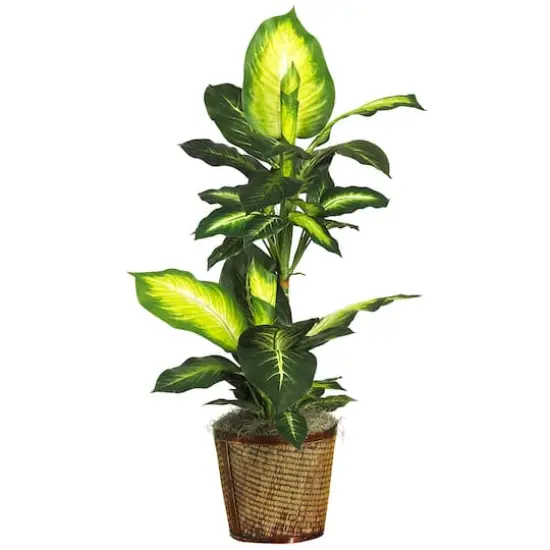3.5ft. Golden Dieffenbachia In Decorative Basket {1}