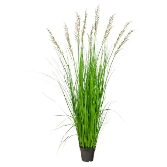 5.5ft. Potted Plume Grass {1}