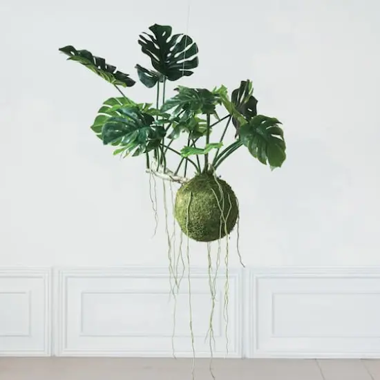 Hello Honey&reg; 51" Lush Green Hanging Monstera Kokedama {3}